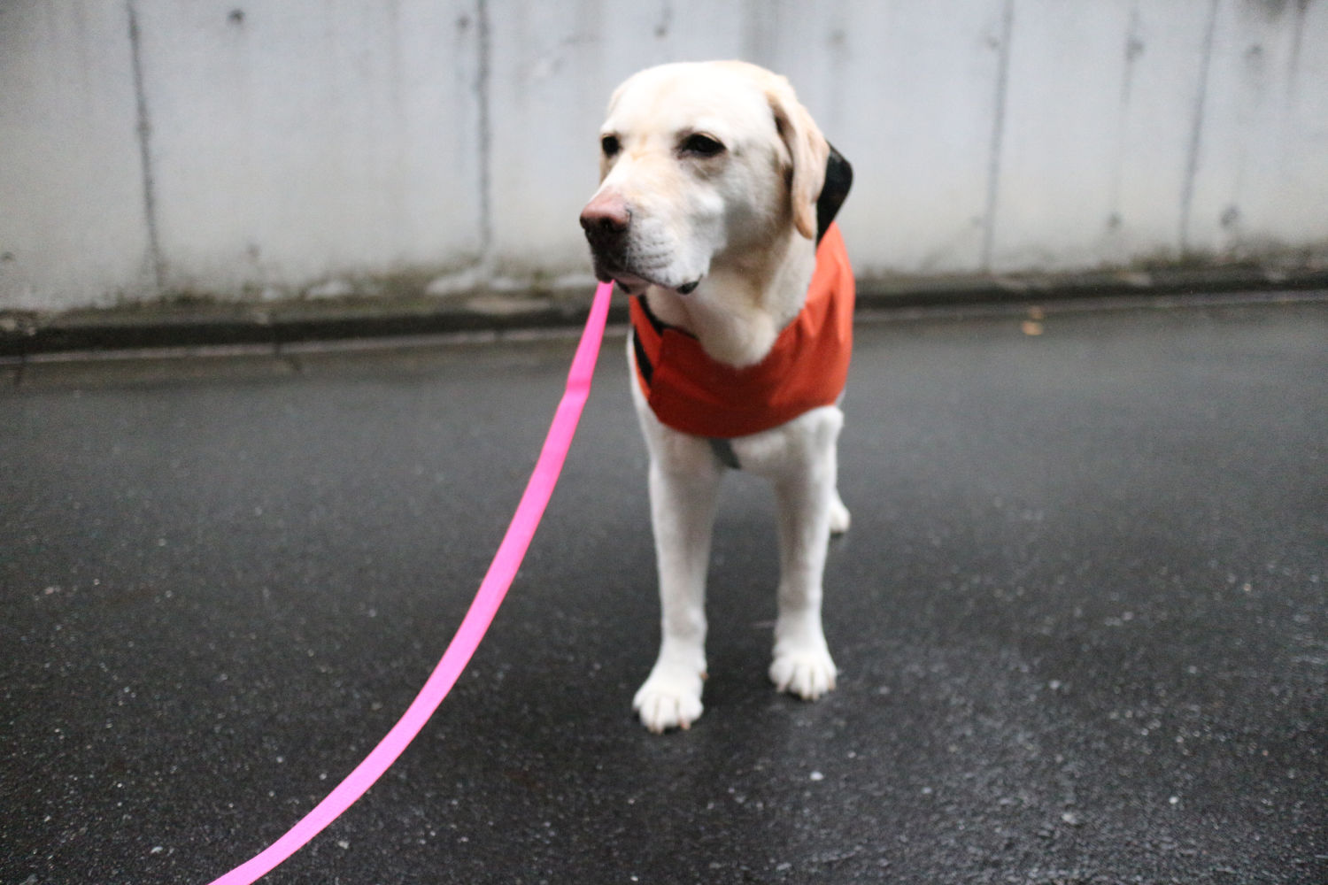 Canino Dog Rain Poncho Labrador Retriever