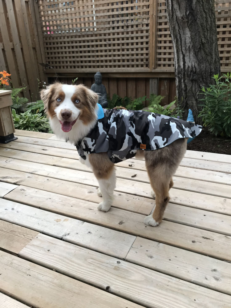 Winston in his UrbanCamo Jungle Reversible Dog Rain Poncho