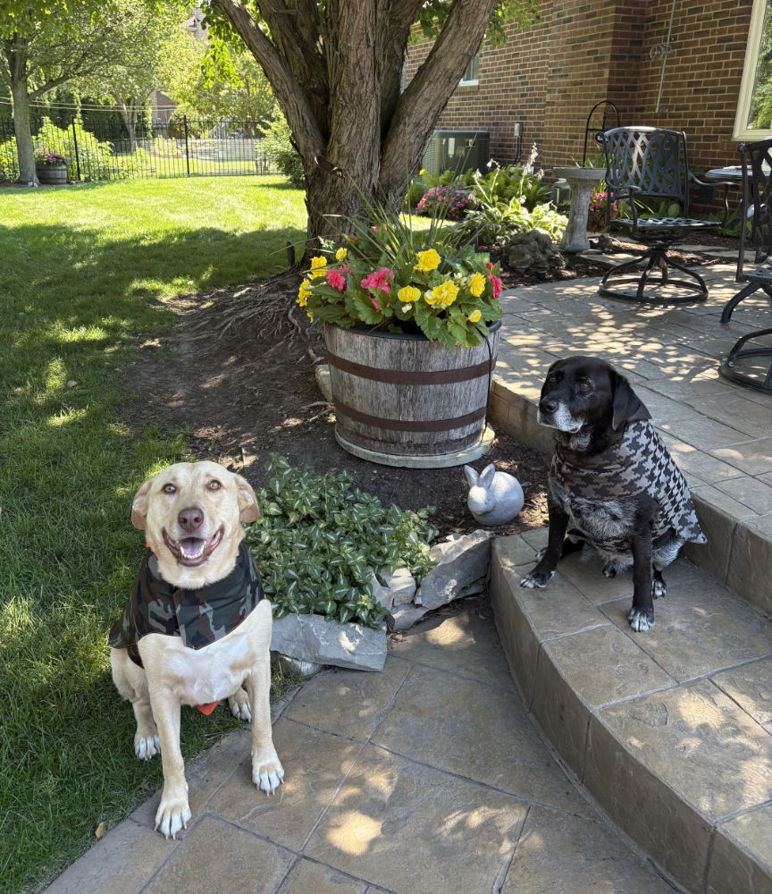 Labrador Retrievers Willow & Ryder in their Canino Dog Rain Ponchos!