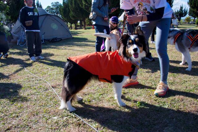 Gallery - Canino Dog Gear