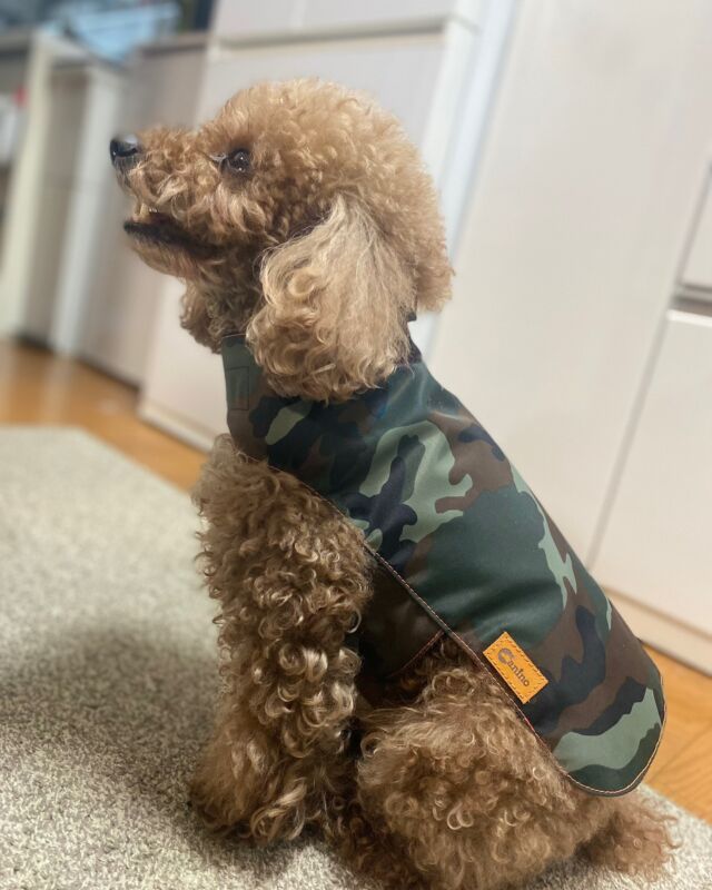 Gallery - Canino Dog Gear