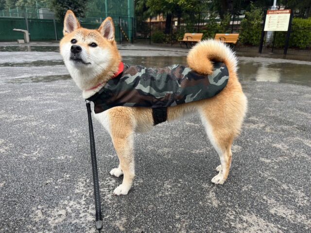 Gallery - Canino Dog Gear