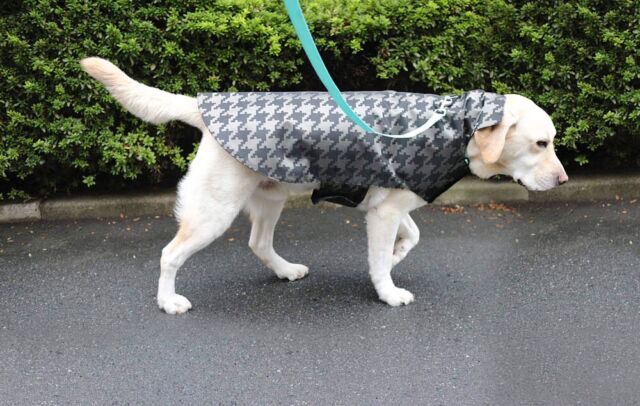 Gallery - Canino Dog Gear