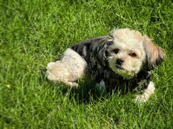 Gallery - Canino Dog Gear