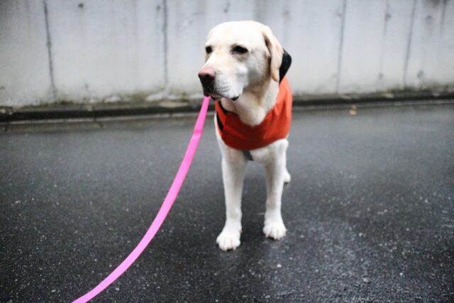 Gallery - Canino Dog Gear